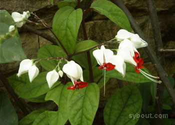 پیچ معین التجار